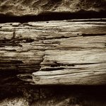 dry wood rot