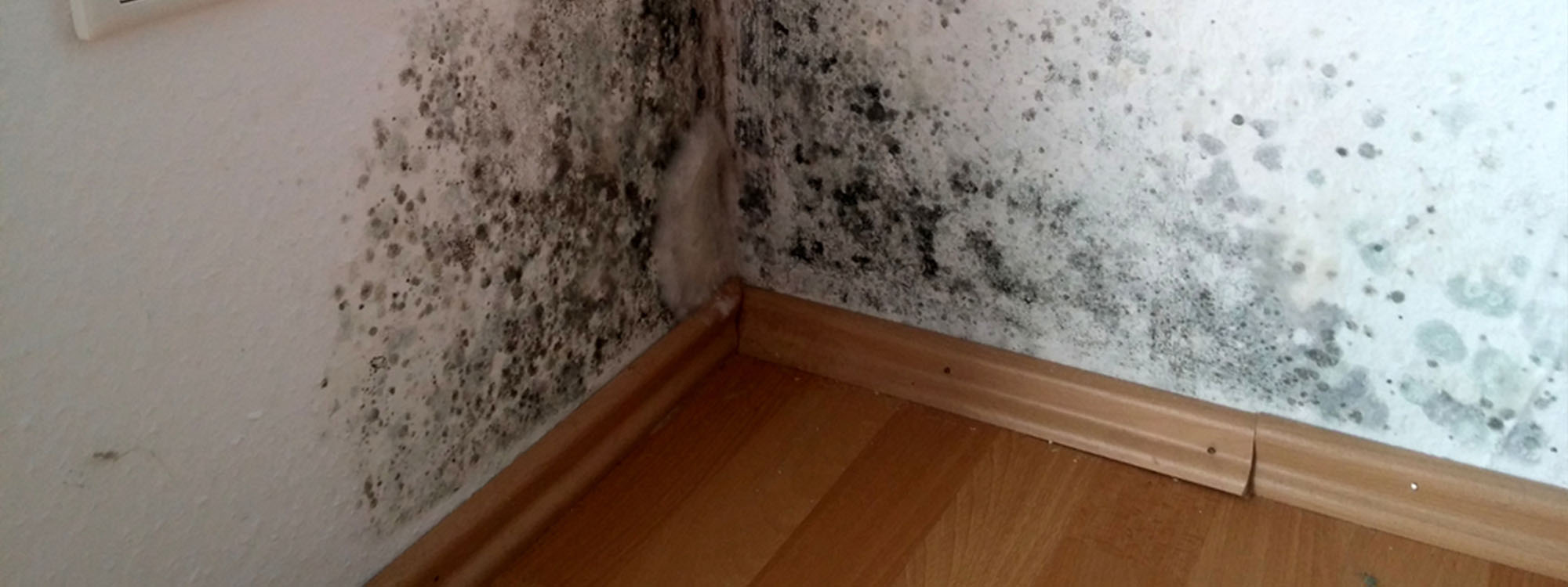 black mould in corner of room condensation