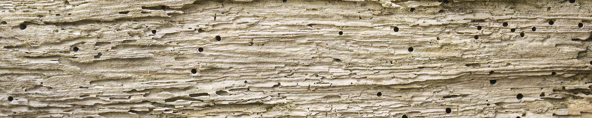 woodworm header