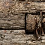 Timber Decay