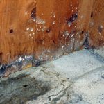 Rot Treatment Exeter