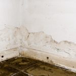 damp and rot on wall