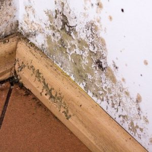 wet rot in skirting board