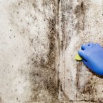 mould being scrubbed