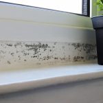 black mould