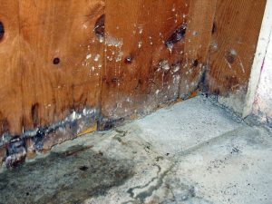 wet rot cladding