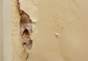 dry rot wall