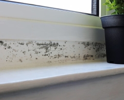Mould Treatment Methods For Your Home