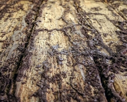 The Advantages Of Rot Treatment