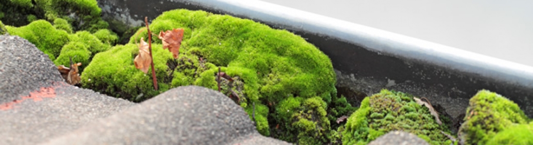 Tips for Damp Proofing Exeter