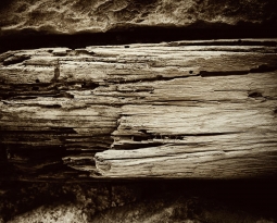 Treating Dry Rot