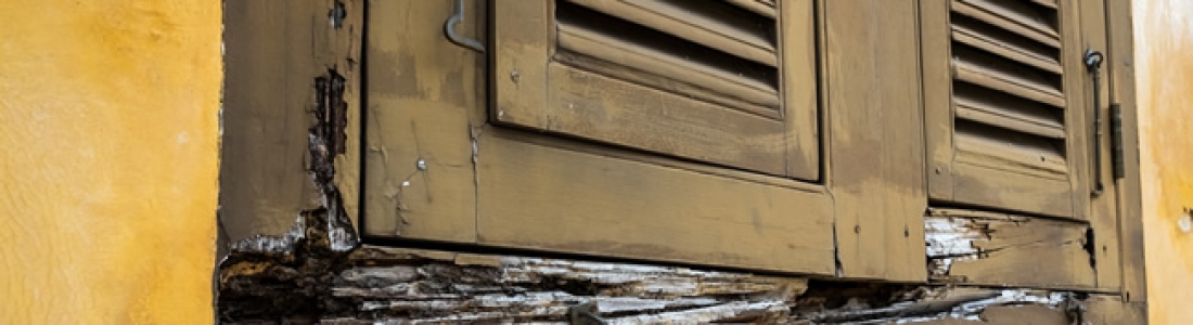 What Is Dry Rot