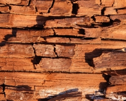 Timber Treatment Specialists Exeter