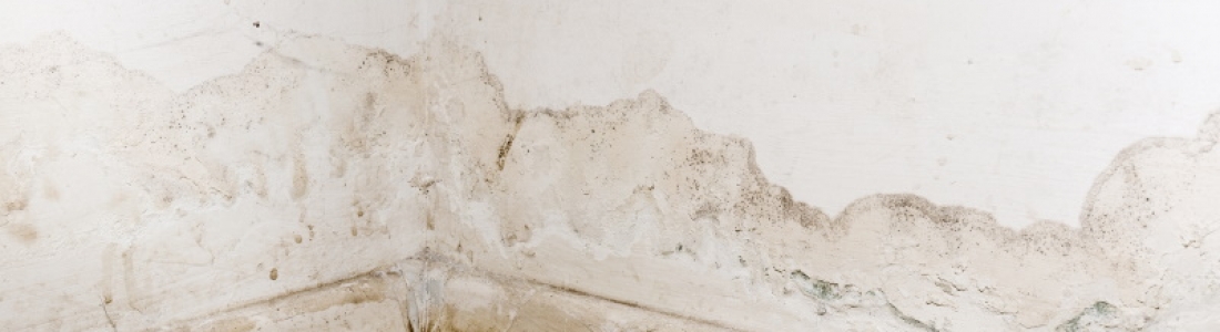 Wet Rot Treatment Exeter